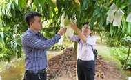 Dong Thap province develops agricultural tourism
